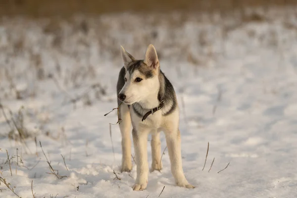 Husky Puppy Walk Snowy Field Sunlight — Stock Photo, Image