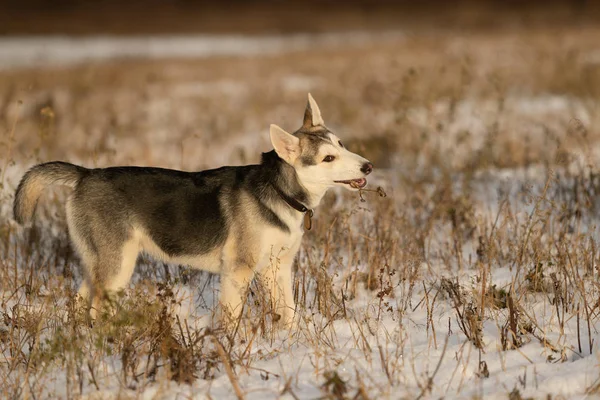 Husky Hvalp Tur Snedækket Felt Sollys - Stock-foto