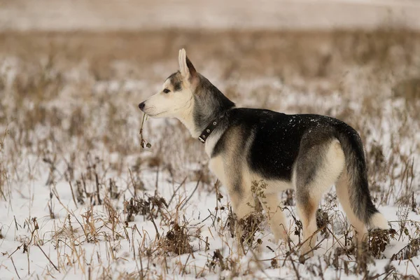 Cachorrinho Husky Passeio Campo Nevado Luz Solar — Fotografia de Stock