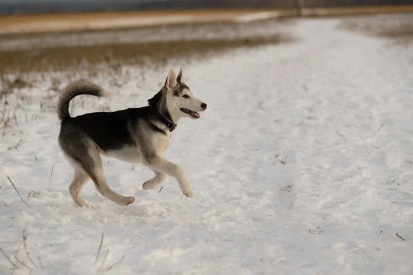 日光での散歩にハスキーの子犬 — ストック写真