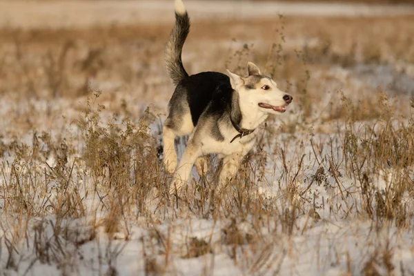 Husky Cucciolo Una Passeggiata Campo Innevato Luce Del Sole — Foto Stock