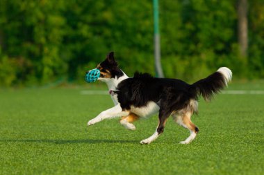 Köpek çeviklik yarışmasında gerçekleştirir. Kenar kömür ocağı. Yaz günü. Doğa ışık