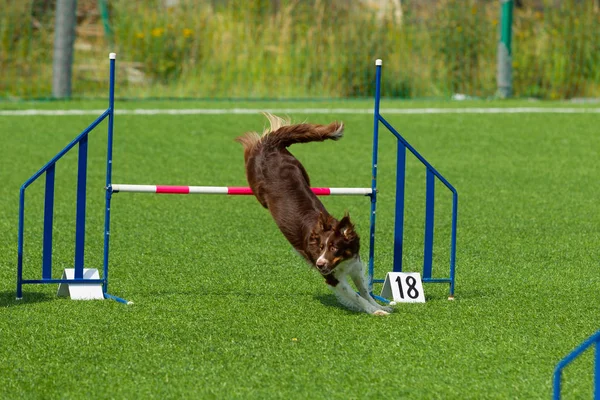 Pies Wykonuje Zwinność Konkurs Border Collie Letni Dzień Natura Światła — Zdjęcie stockowe