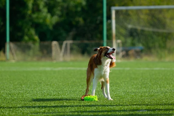 Cane Esegue Competizione Agilità Confine Collie Giornata Estiva Luce Della — Foto Stock