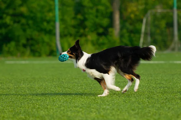 Der Hund Tritt Beim Geschicklichkeitswettbewerb Auf Border Collie Sommertag Naturlicht — Stockfoto