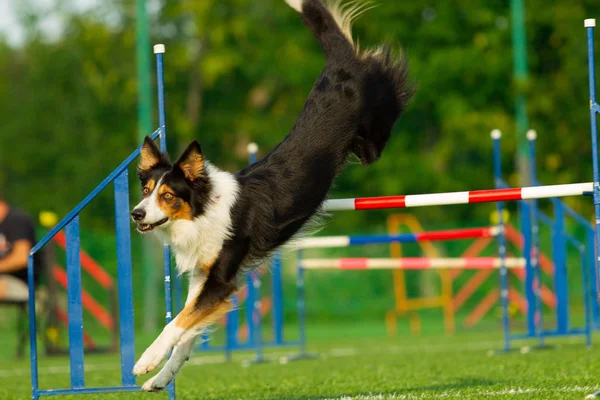 Pies Wykonuje Zwinność Konkurs Border Collie Letni Dzień Natura Światła — Zdjęcie stockowe