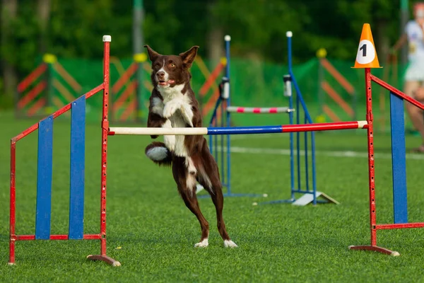 Der Hund Tritt Beim Geschicklichkeitswettbewerb Auf Border Collie Sommertag Naturlicht — Stockfoto