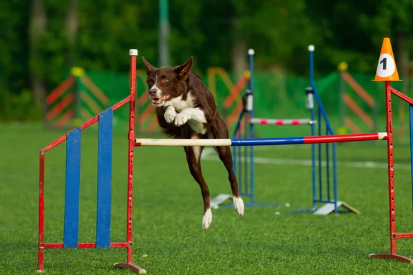 Der Hund Tritt Beim Geschicklichkeitswettbewerb Auf Border Collie Sommertag Naturlicht — Stockfoto