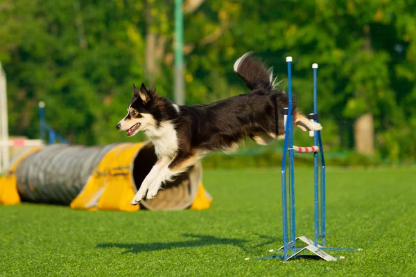 Hunden Utför Agility Tävling Border Collie Sommardag Nature Ljus — Stockfoto