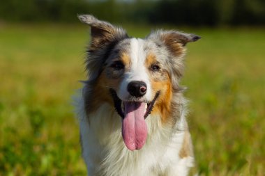 Kenar kömür ocağı köpek. Gezinti. Çalış. Atlar. Etrafta. Eğitim. Alan. Bir gün. Yaz. Güneş