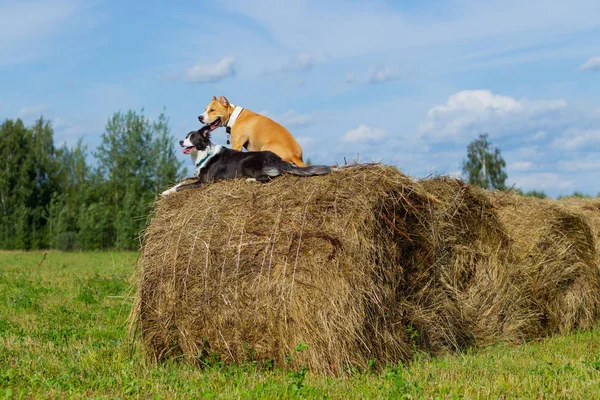 Dog Manger Summer Stroll Field Hay Dog Nature Border Collie — Stock Photo, Image