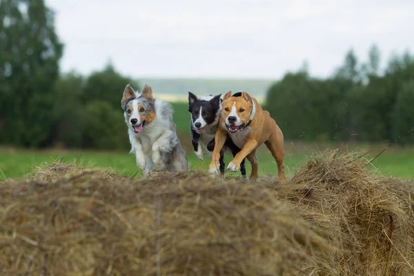 Dog Manger Summer Stroll Field Hay Dog Nature Border Collie — Stock Photo, Image