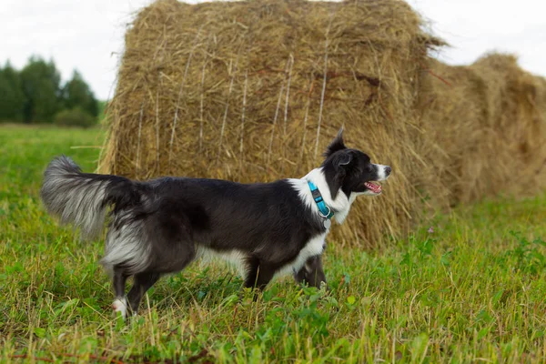 Border Collie Dog Stroll Plays Jumps Running Training Field Day — Stock Photo, Image