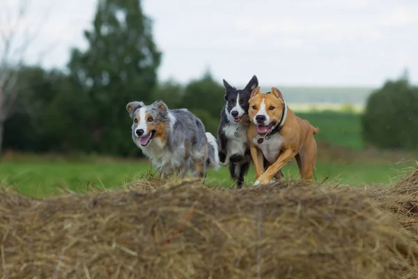 Hond Kribbe Zomer Wandeling Veld Hay Hond Natuur Border Collie — Stockfoto