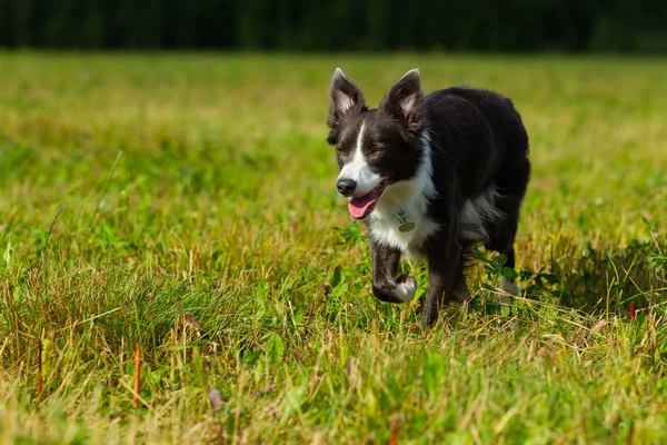 Border Collie Dog Stroll Plays Jumps Running Training Field Day — Stock Photo, Image