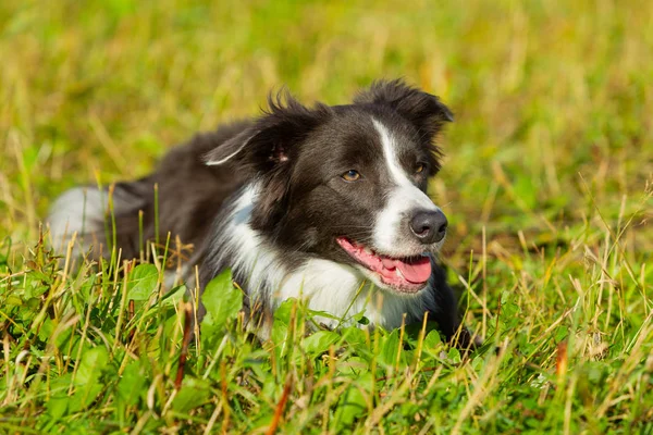 Border Collie Dog Stroll Plays Jumps Running Training Field Day — Stock Photo, Image
