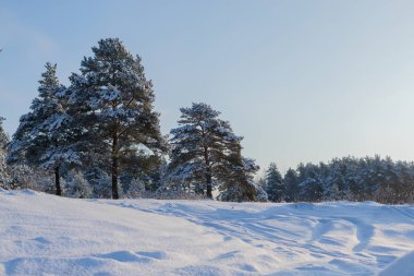 Manzara. Çam ormanı içinde bir güneşli kış gününde kar