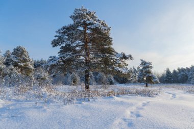 Manzara. Çam ormanı içinde bir güneşli kış gününde kar