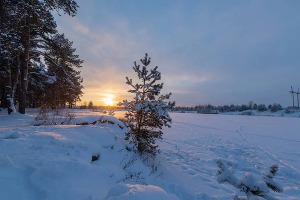 Landschap Pijnboombos Sneeuw Een Zonnige Winterdag — Stockfoto