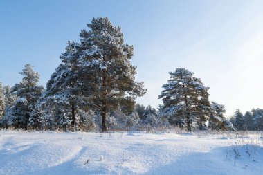 Manzara. Çam ormanı içinde bir güneşli kış gününde kar