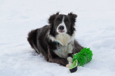 Kışın bir yolda köpek kenar kömür ocağı