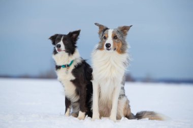 Kışın bir yolda köpek kenar kömür ocağı