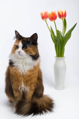 Çok renkli genç kedi, beyaz bir arka plan üzerinde çiçek vazo,