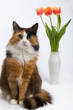 Çok renkli genç kedi, beyaz bir arka plan üzerinde çiçek vazo,