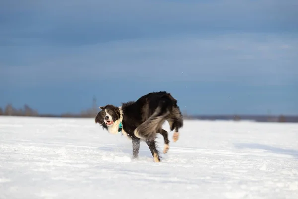 Pes Border kolie na procházku v zimě — Stock fotografie