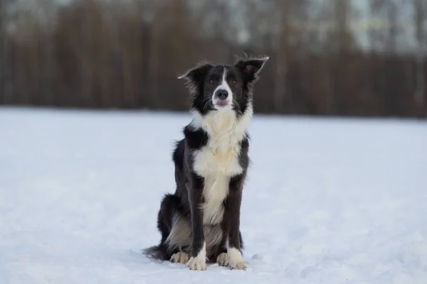 Собачья пограничная колли на прогулке зимой — стоковое фото