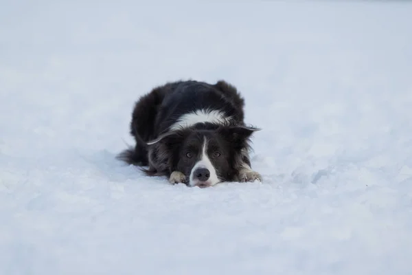 Koiran raja Collie kävelyllä talvella — kuvapankkivalokuva