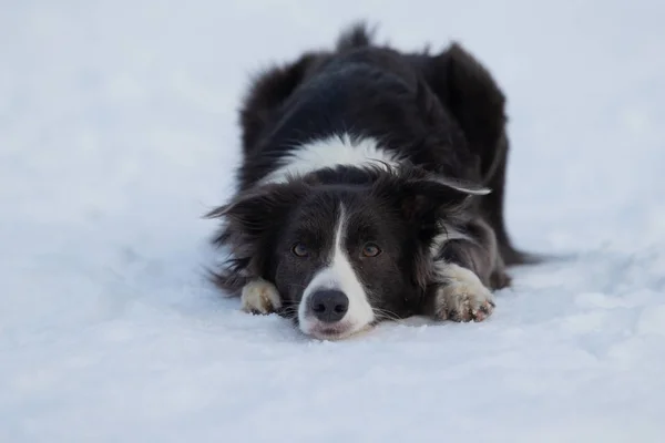 Dog Border Collie on a walk in winter — Stock Photo, Image