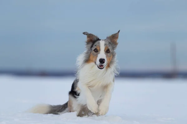 冬の散歩に犬ボーダーコリー — ストック写真
