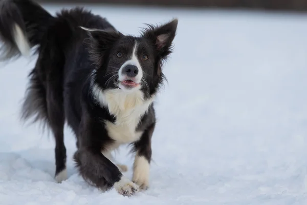 Собачья пограничная колли на прогулке зимой — стоковое фото