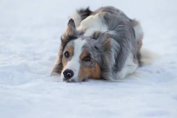 Dog Border Collie em um passeio no inverno — Fotografia de Stock