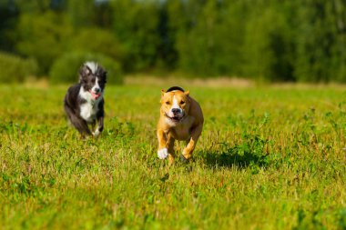 Arkadaşlar. Köpek. Staffordshire terrier ve sınır collie yürüyüş i