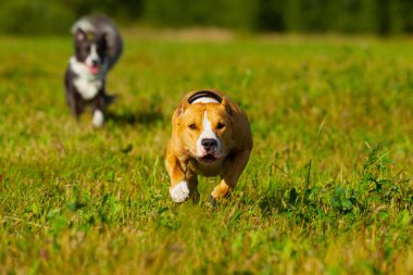Arkadaşlar. Köpek. Staffordshire terrier ve sınır collie yürüyüş i