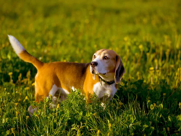 Beagle hunting dog for a walk in the field — Stock Photo, Image