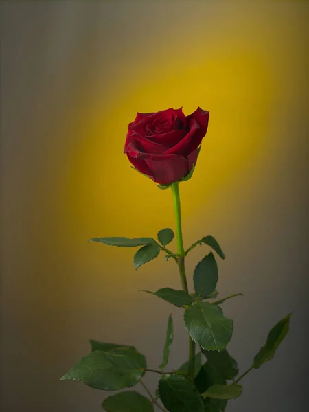 Rudá růže na barevném pozadí — Stock fotografie