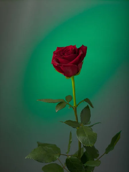 Rosa roja sobre un fondo de color — Foto de Stock