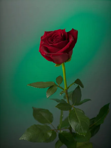 Rosa roja sobre un fondo de color — Foto de Stock