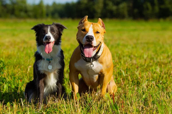 Friends. Dogs. Staffordshire terrier and border collie walking i — Stock Photo, Image