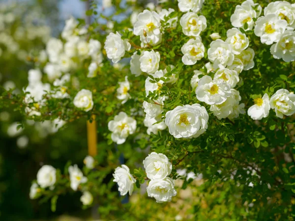 Rosa de perro con flores blancas en un día soleado de verano —  Fotos de Stock