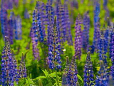 Lupins yaz günü boyunca alanda çiçek