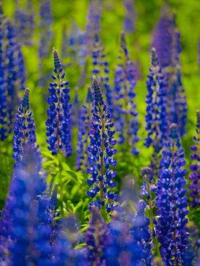 Lupins yaz günü boyunca alanda çiçek