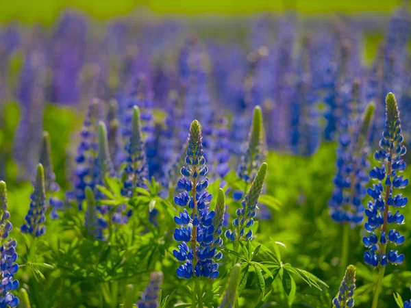 Lupine bloeit op het veld tijdens de zomerdag — Stockfoto