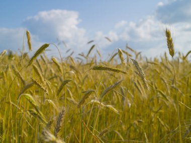 Bir yaz akşamı olgun çavdar tırmanıştır