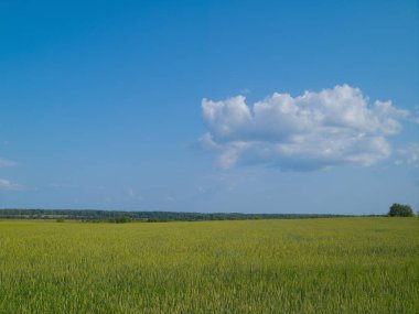 Bir yaz gününde olgun çavdar sivri