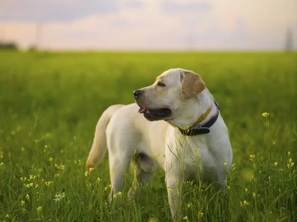 Labrador de Oro para un paseo por el campo — Foto de Stock