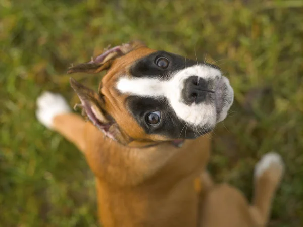 Pequeño cachorro de raza boxeador perro sobre un fondo de hierba verde — Foto de Stock